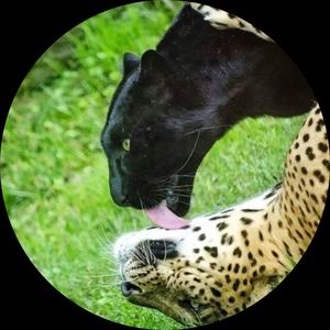 Meet your Posher, Cree